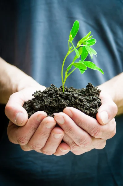 Mains humaines tenant une petite plante verte — Photo