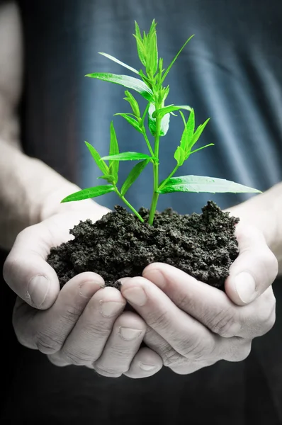 Mãos humanas segurando planta verde closeup — Fotografia de Stock