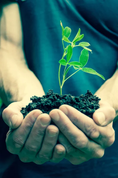 Homme tenant jeune plante verte dans les mains — Photo