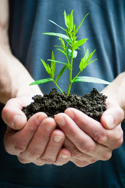 Mãos humanas segurando planta verde closeup — Fotografia de Stock