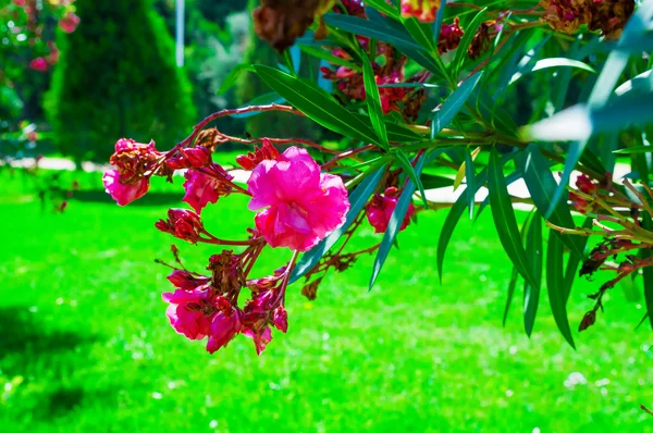 Strauch mit leuchtend roten Blüten — Stockfoto
