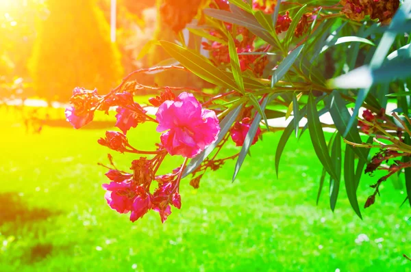 Bush con flores rojas y luz solar brillante — Foto de Stock