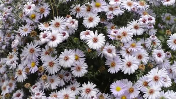 Daisies in the flowerbed. City. Roadway. — Stock Video