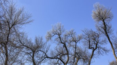 Günlükleri taşıma. Gümrükte günlükleriyle vagon. Dışa aktarma için hazırlama.