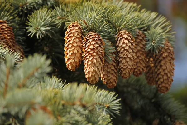 Cône de sapin — Photo