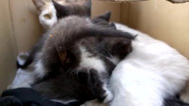 cats ve yavru kedi