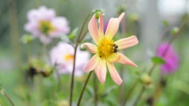 işçi arı tatlı nektar toplar. Kış için hazırlık...