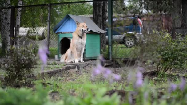 Köpek ve köpek evi... — Stok video