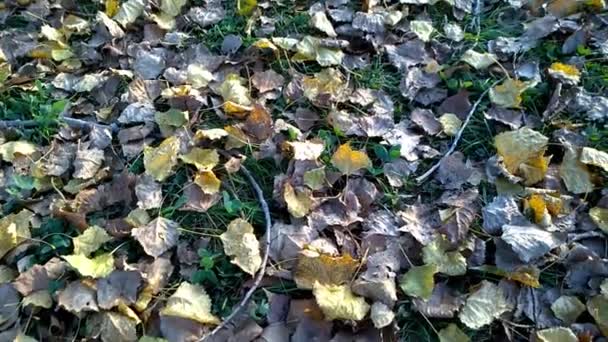 Il tappeto di foglie cadute che coprono il terreno. Tardi di caduta ... — Video Stock