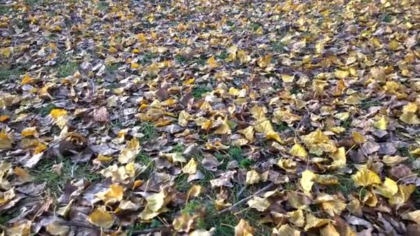 Der Teppich aus abgefallenen Blättern, der den Boden bedeckt. Spätherbst... — Stockvideo