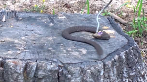 Serpent sur une souche d'arbre ..
