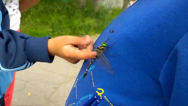 Dragonfly on the girl's chest.. — Stock Video