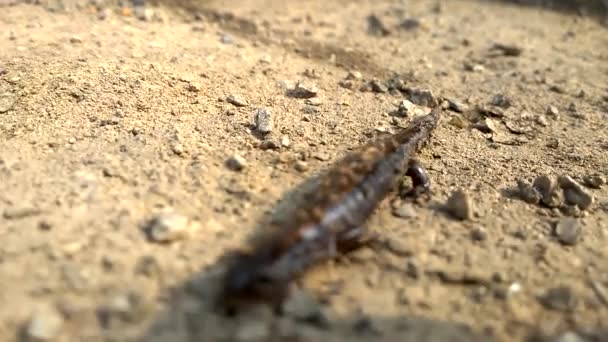 Jaszczurka Newt.. — Wideo stockowe