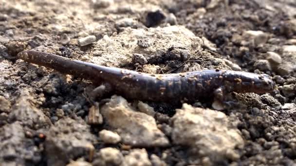 Lizard Newt.. — Stock Video