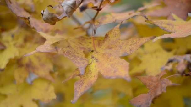 Feuilles d'érable d'automne .