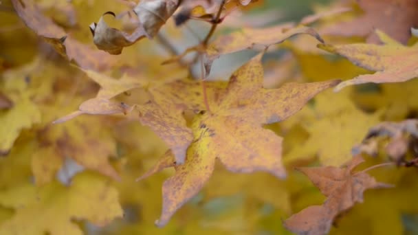 Herbstblätter des Ahorns. — Stockvideo