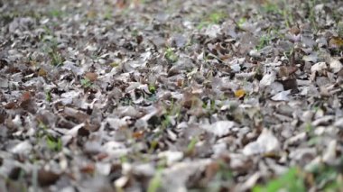 Düşen kuru yapraklar ile oynayan kız...