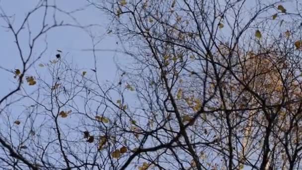 Höstens kala grenar av träden. Björkar... — Stockvideo