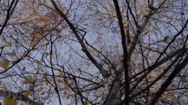 Autumn bare branches of the trees. Birches... — Stock Video