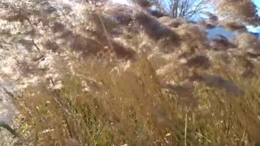 Kuru sazlık rüzgar sallanan...