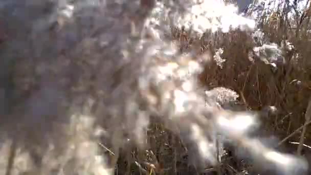 Dry reeds bergoyang angin ... — Stok Video