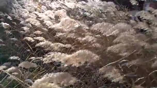 Roseaux secs vent oscillant ...