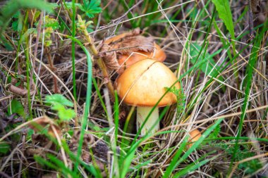 Vahşi mantarlar Suillus Luteus ormandaki çam iğneleri arasındaki boşlukta.