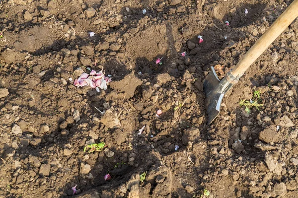 Φυτεύοντας Χειμωνιάτικο Σκόρδο Φθινόπωρο Ένα Φτυάρι Στις Τρύπες Εργασίες Στον — Φωτογραφία Αρχείου