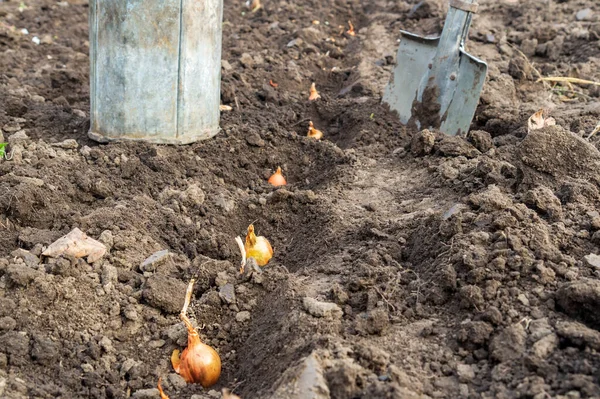 Plantando Cebolas Inverno Outono Com Uma Nos Buracos Trabalho Jardim — Fotografia de Stock