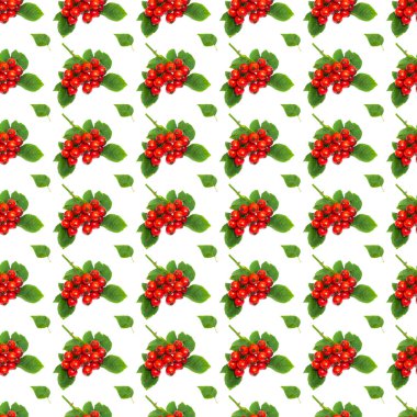 Kırmızı gül kalça ve yaprakların yaratıcı arka planı. Soyut arkaplan. Beyaz arkaplandaki yalıtılmış olgun çatal, kusursuz desen değil.