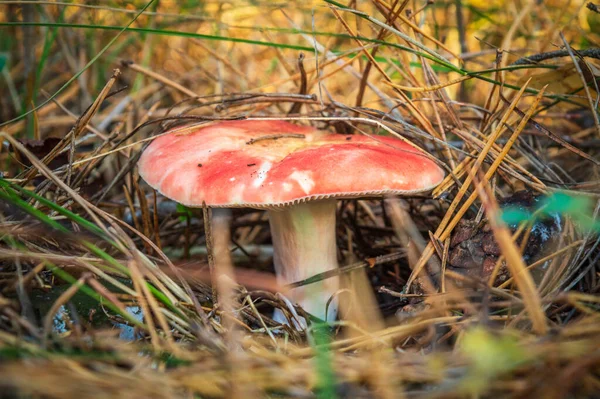 Cogumelo Selvagem Único Floresta Clareira Entre Agulhas Pinheiro Closeu — Fotografia de Stock