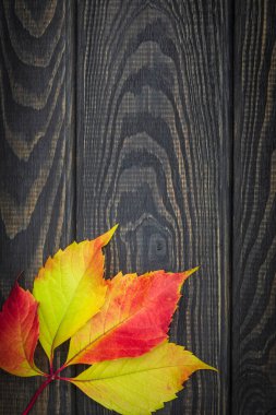 Siyah vintage tahtalardaki yabani üzümlerin sonbahar yaprakları ve yazıtlar için boş alan.