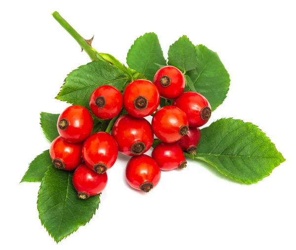 Branch Ripe Red Dog Rose Hips Leaves White Background — Stock Photo, Image