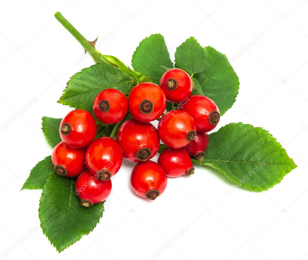 Branch of ripe red dog rose hips and leaves on a white background