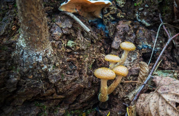 Quatro cogumelos agáricos de mel em uma velha árvore em uma floresta de outono entre folhas caídas — Fotografia de Stock