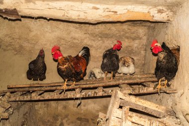 Kırsal kesimdeki eski bir ahırda tavuklar ve horozlar.
