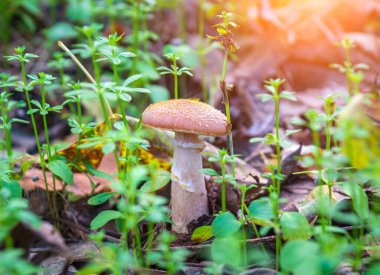 Bir mantar bal mantarı sonbahar ormanında bir çayırda Düşen yapraklar ve yeşil çimenler arasında