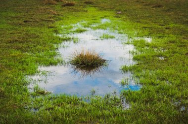 Yağmur fırtınası sonrası çayırdaki su birikintisi, gökyüzünün yansıması ve çimen adası. 