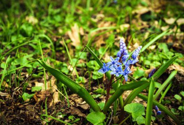 Çiçekler mavi iki yapraklı Squill, Alp-Squill veya ormanda scilla bifolia