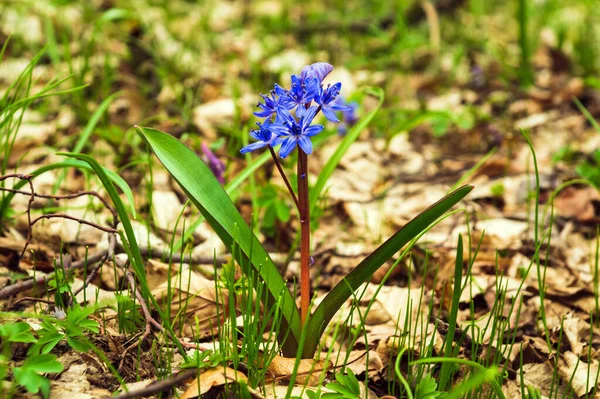Blüht Blau Zweiblättrige Quietsche Alpen Quietsche Oder Scilla Bifolia Wald — Stockfoto