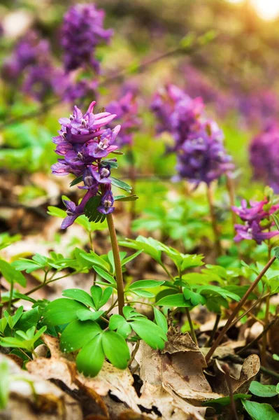 Corydalis Solida Purple Flowers Hollowroot Wild Usually Blooms Spring Parks — 스톡 사진