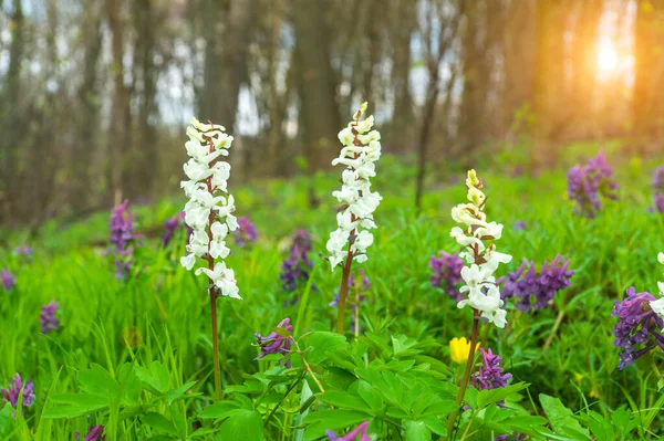 Corydalis Solida White Flowers Hollowroot Wild Usually Blooms Spring Parks — 스톡 사진