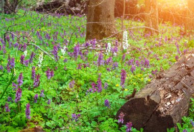 Corydalis solida, yabani kökün beyaz ve mor çiçekleri genellikle ilkbaharda parklarda ve ormanlarda açar.