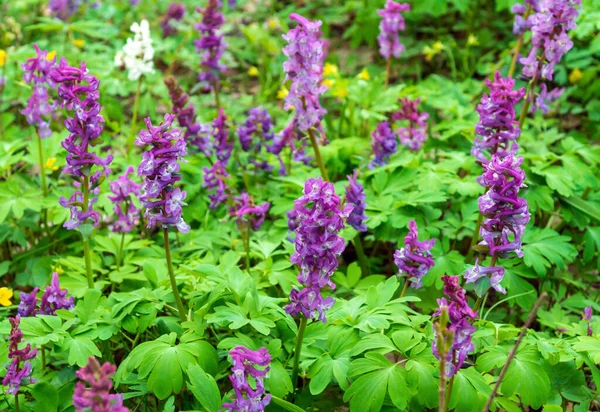 Corydalis Solida Purple Flower Hollowroot Wild Usually Blooms Spring Parks — 스톡 사진