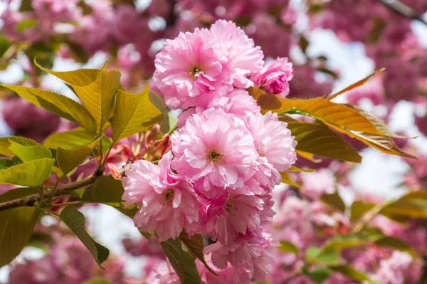 Verger Fleurs Printemps Floraison Douce Cerisier Sakura Verger Sur Fond — Photo