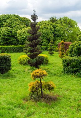 Park tasarımında tespih sanatı. Bir yaz parkında budanmış ağaçlar ve çalılar. Evergreen peyzaj alanı.