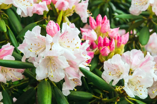 Azalée Rose Floraison Plante Dans Parc Festival Azalea Fond Été — Photo