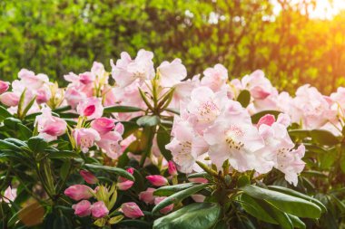 Rhododendron simsii Indian Azalea, Simss Azalea. Çekici yaban gülü, morumsu ya da koyu kırmızı tonda, fırfırlı yapraklar.
