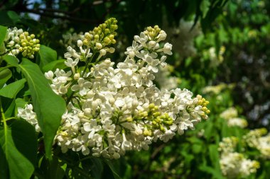 Yaprakların arka planında çiçek açan güzel leylak dalları. Bahar arkaplanı