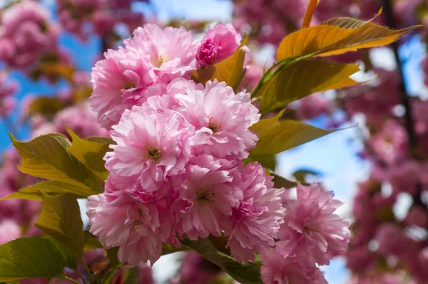 Verger Fleurs Printemps Floraison Douce Cerisier Sakura Verger Sur Fond — Photo